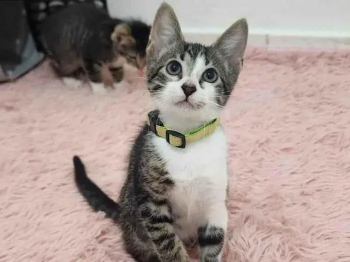 Gato ra a SRD-ViraLata idade Abaixo de 2 meses nome Julie