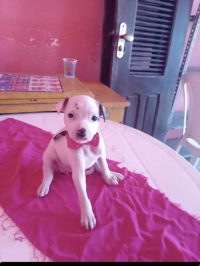 Cachorro ra a SRD-ViraLata idade 2 a 6 meses nome Lilica