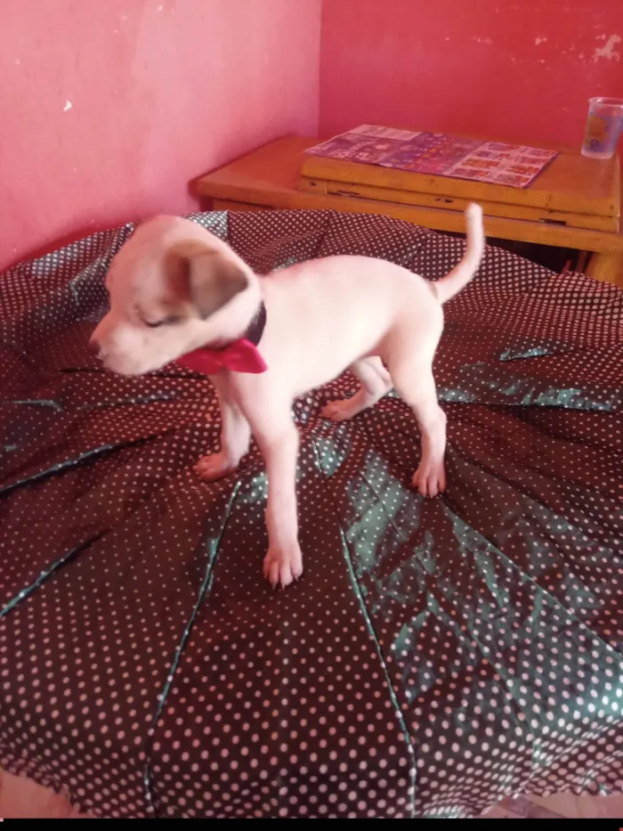 Cachorro ra a SRD-ViraLata idade 2 a 6 meses nome Lilica