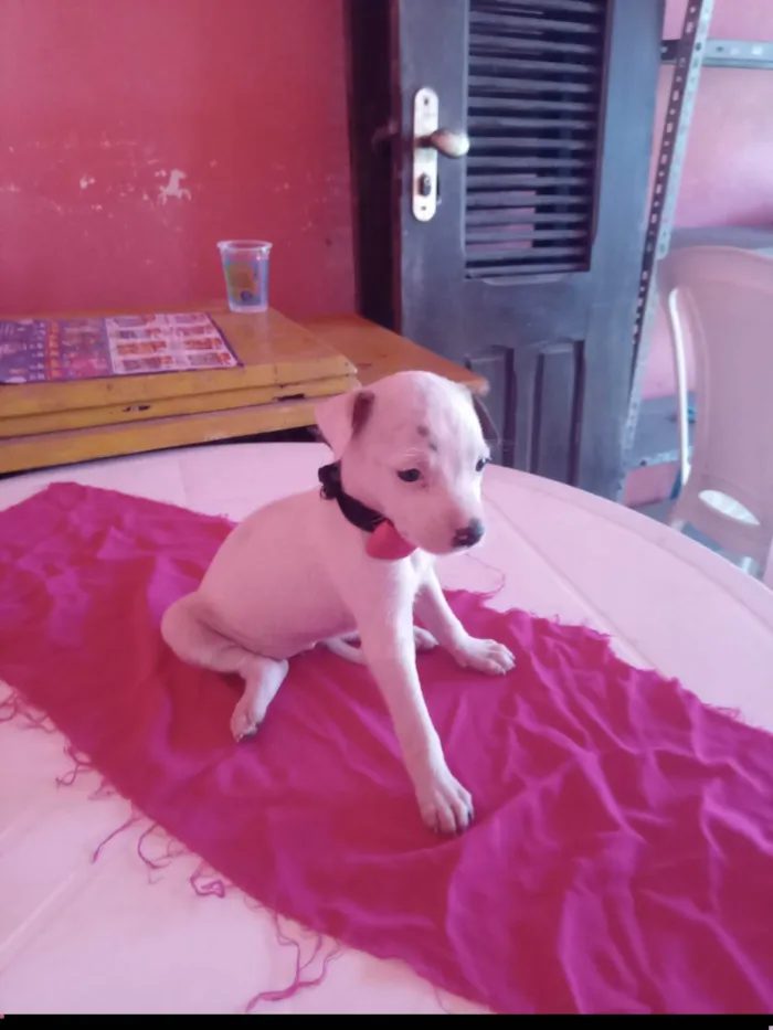 Cachorro ra a SRD-ViraLata idade 2 a 6 meses nome Lilica