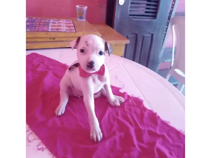 Cachorro ra a SRD-ViraLata idade 2 a 6 meses nome Lilica