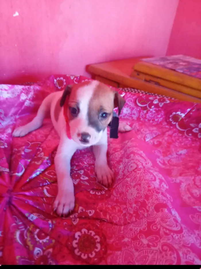 Cachorro ra a SRD-ViraLata idade 2 a 6 meses nome Flor ?? 