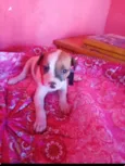 Flor ??