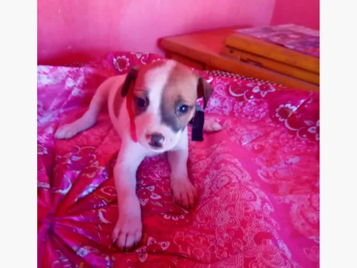 Cachorro ra a SRD-ViraLata idade 2 a 6 meses nome Flor ?? 