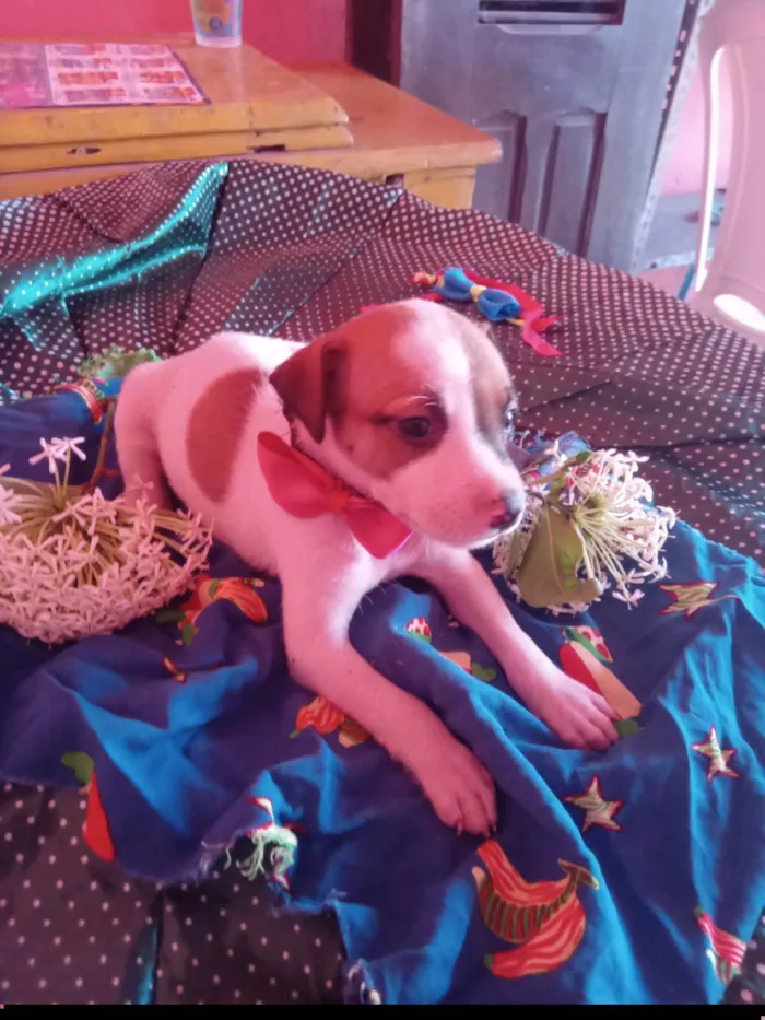 Cachorro ra a SRD-ViraLata idade 2 a 6 meses nome Lua
