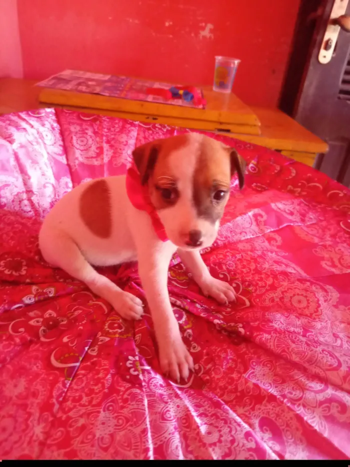Cachorro ra a SRD-ViraLata idade 2 a 6 meses nome Lua