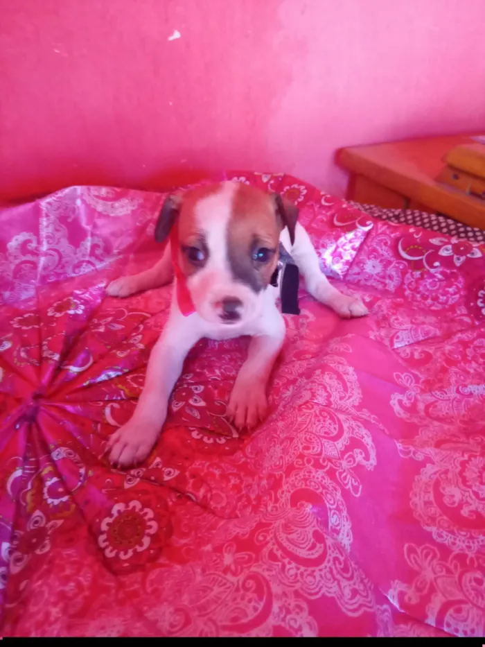 Cachorro ra a SRD-ViraLata idade 2 a 6 meses nome Lua