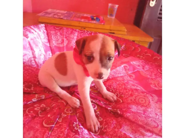 Cachorro ra a SRD-ViraLata idade 2 a 6 meses nome Lua