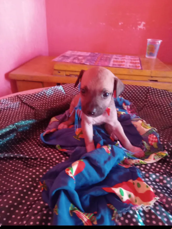Cachorro ra a SRD-ViraLata idade 2 a 6 meses nome Diguinho 
