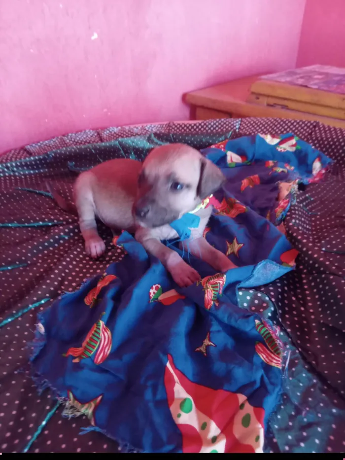 Cachorro ra a SRD-ViraLata idade 2 a 6 meses nome Diguinho 