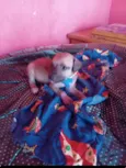 Diguinho