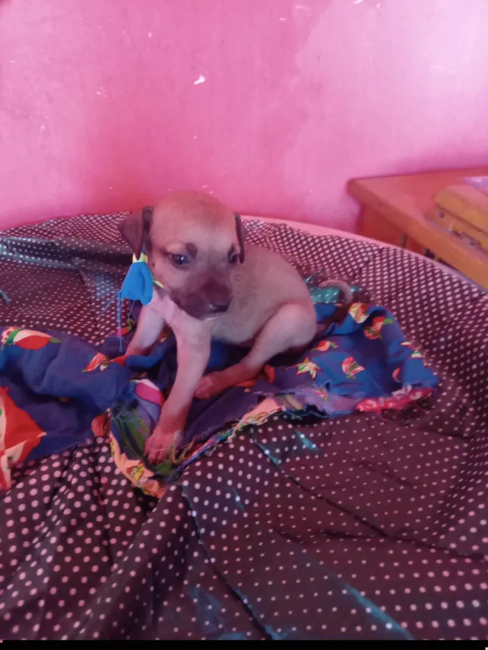 Cachorro ra a SRD-ViraLata idade 2 a 6 meses nome Diguinho 