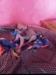 Diguinho