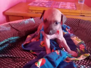 Cachorro raça SRD-ViraLata idade 2 a 6 meses nome Diguinho 
