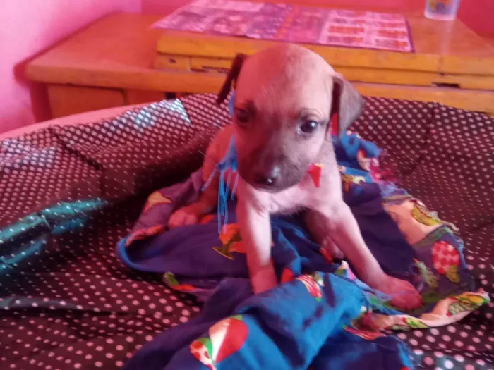 Cachorro ra a SRD-ViraLata idade 2 a 6 meses nome Diguinho 