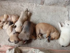 Cachorro raça SRD-ViraLata idade Abaixo de 2 meses nome marronzinhos