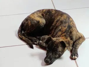 Cachorro raça Srd idade 2 a 6 meses nome NAMER