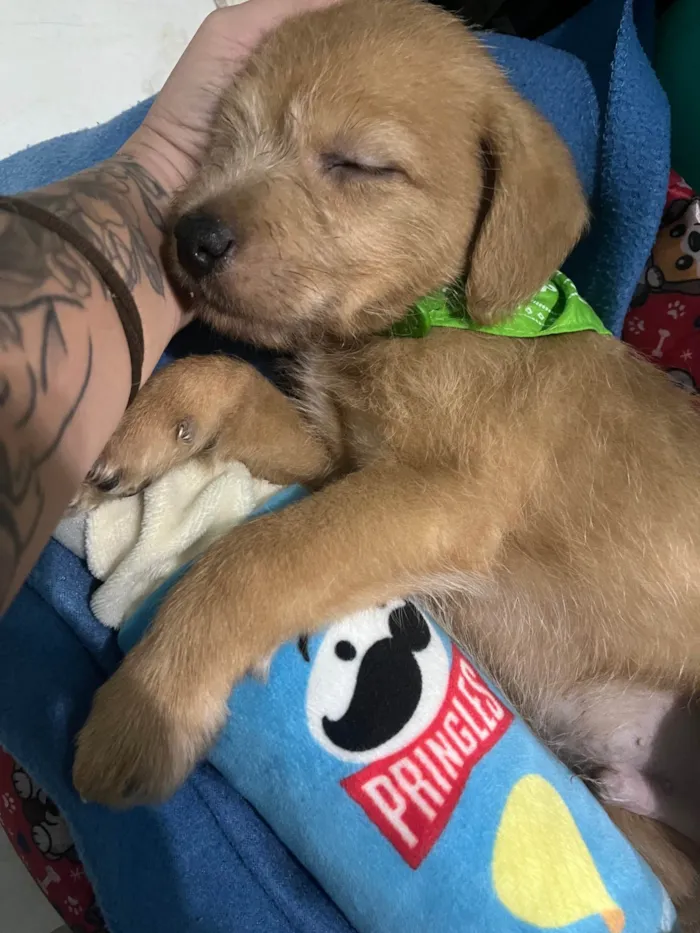 Cachorro ra a SRD-ViraLata idade Abaixo de 2 meses nome Fiapo de manga 
