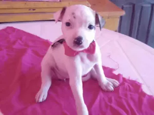 Cachorro raça SRD-ViraLata idade 2 a 6 meses nome Lilica