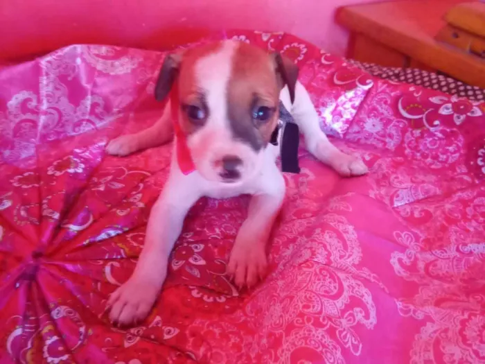Cachorro ra a SRD-ViraLata idade 2 a 6 meses nome Flor ?? 