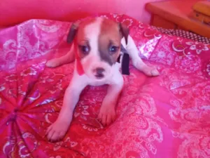 Cachorro raça SRD-ViraLata idade 2 a 6 meses nome Lua