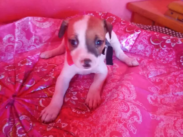 Cachorro ra a SRD-ViraLata idade 2 a 6 meses nome Lua