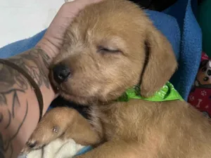 Cachorro raça SRD-ViraLata idade Abaixo de 2 meses nome Fiapo de manga 