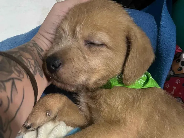 Cachorro ra a SRD-ViraLata idade Abaixo de 2 meses nome Fiapo de manga 