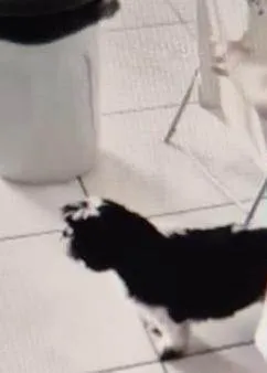 Cachorro ra a Shitzu idade 6 ou mais anos nome AMANDA MALVESTio