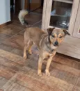 Estopa