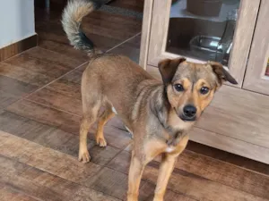 Cachorro raça SRD-ViraLata idade 3 anos nome Estopa