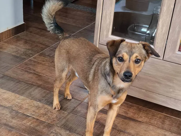 Cachorro ra a SRD-ViraLata idade 3 anos nome Estopa