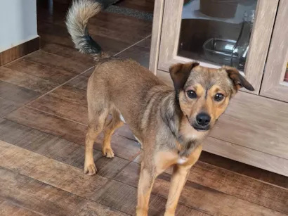 Cachorro raça SRD-ViraLata idade 3 anos nome Estopa