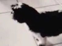 Cachorro raça Shitzu idade 6 ou mais anos nome AMANDA MALVESTio