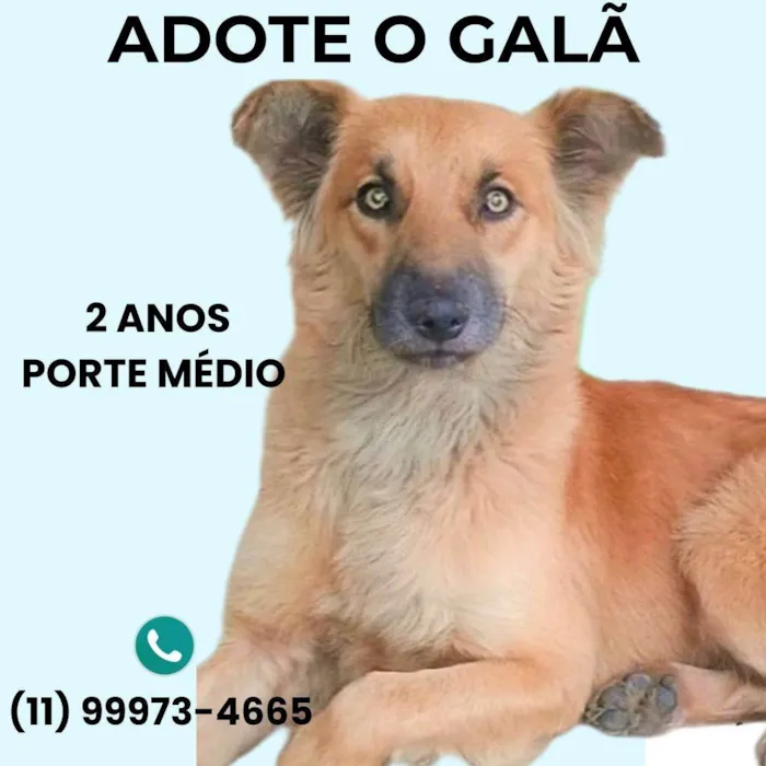 Cachorro ra a SRD-ViraLata idade 2 anos nome Galã