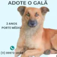 Galã