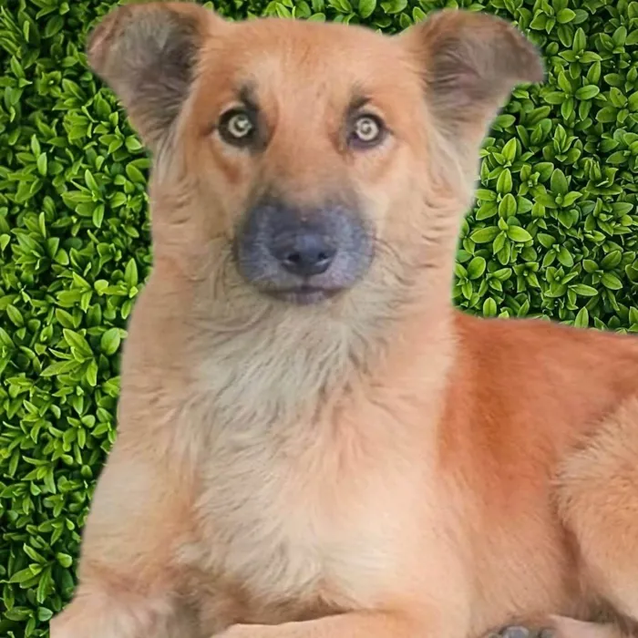 Cachorro ra a SRD-ViraLata idade 2 anos nome Galã