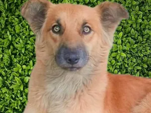 Cachorro raça SRD-ViraLata idade 2 anos nome Galã