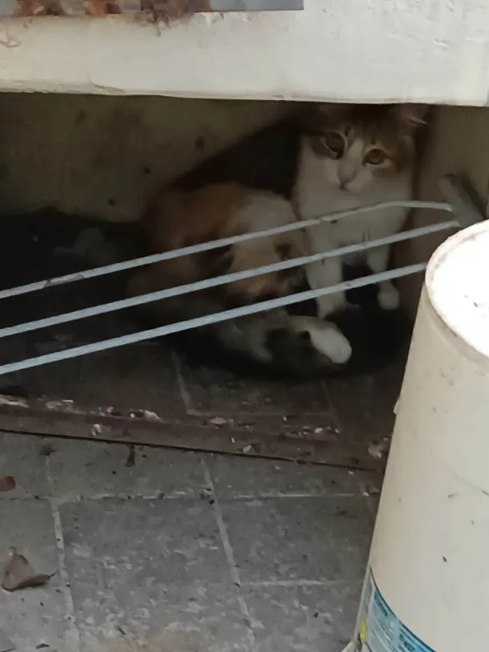 Gato ra a SRD-ViraLata idade 3 anos nome Sem Nome Ainda