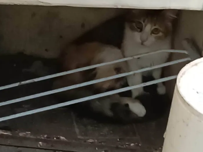 Gato ra a SRD-ViraLata idade 3 anos nome Sem Nome Ainda