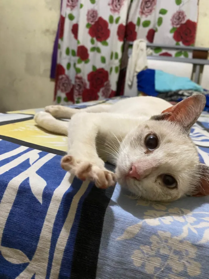 Gato ra a Exótico idade 2 a 6 meses nome Marly