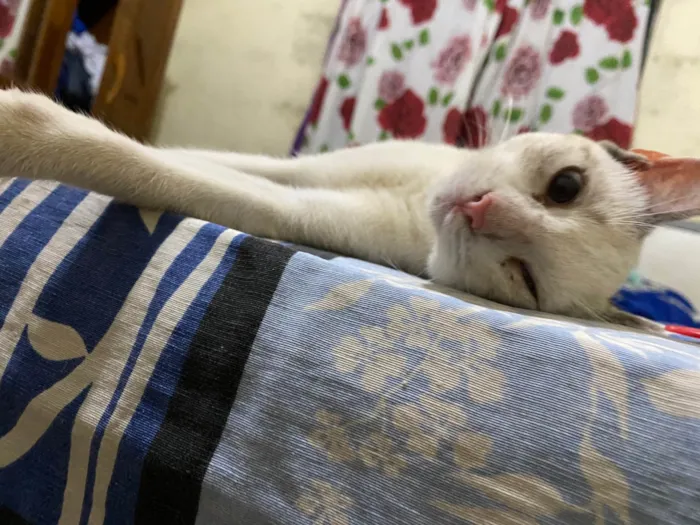 Gato ra a Exótico idade 2 a 6 meses nome Marly