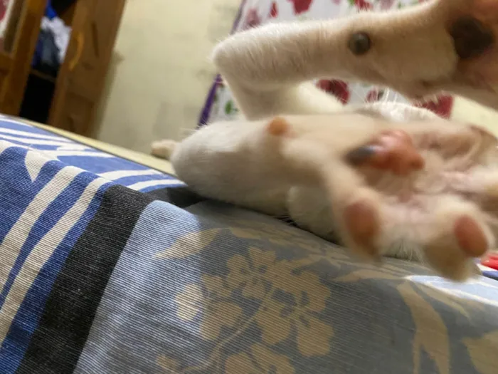 Gato ra a Exótico idade 2 a 6 meses nome Marly