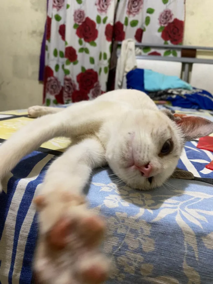 Gato ra a Exótico idade 2 a 6 meses nome Marly