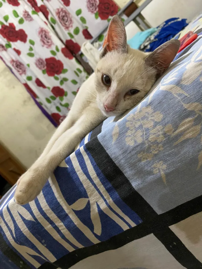 Gato ra a Exótico idade 2 a 6 meses nome Marly