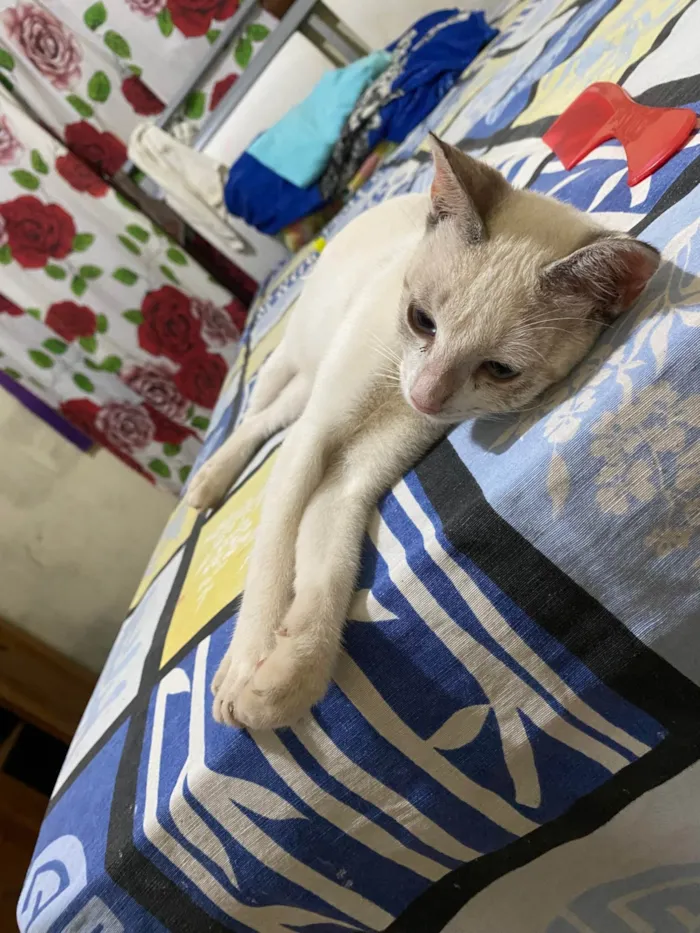 Gato ra a Exótico idade 2 a 6 meses nome Marly