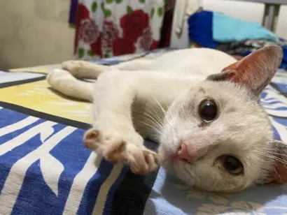 Gato raça Exótico idade 2 a 6 meses nome Marly