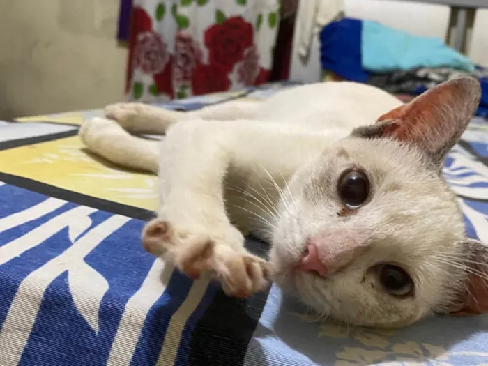 Gato ra a Exótico idade 2 a 6 meses nome Marly