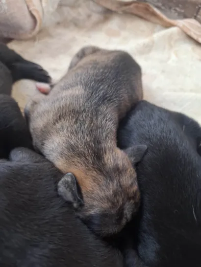 Cachorro raça SRD-ViraLata idade Abaixo de 2 meses nome Estou doando filhotes 