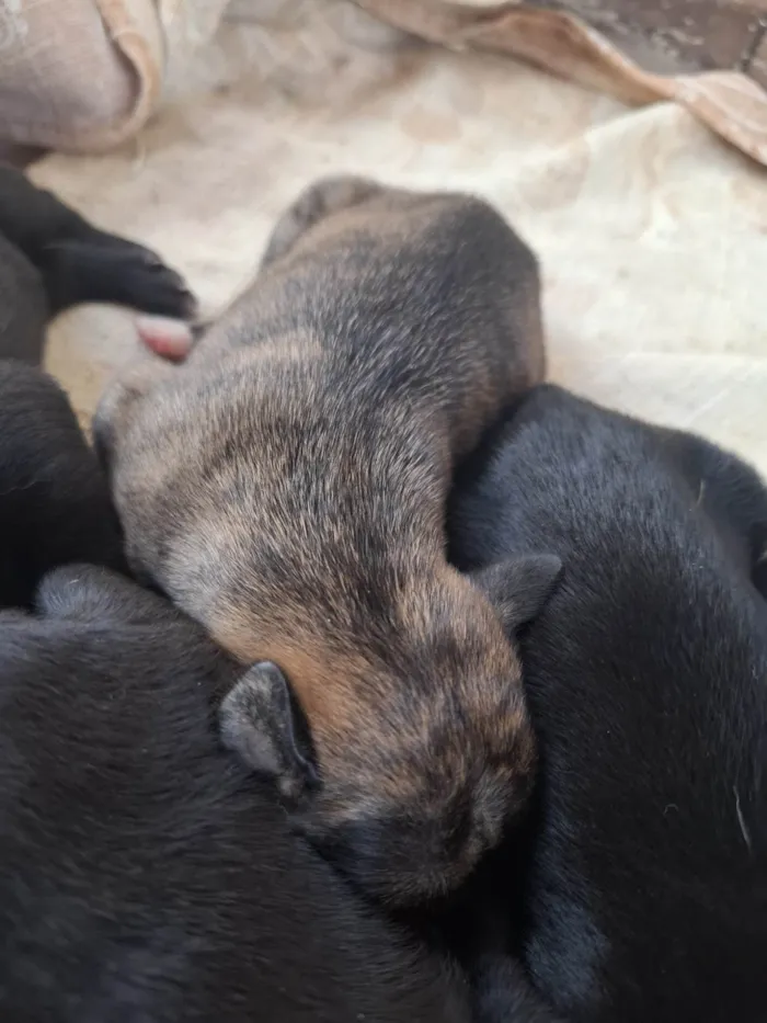 Cachorro ra a SRD-ViraLata idade Abaixo de 2 meses nome Estou doando filhotes 